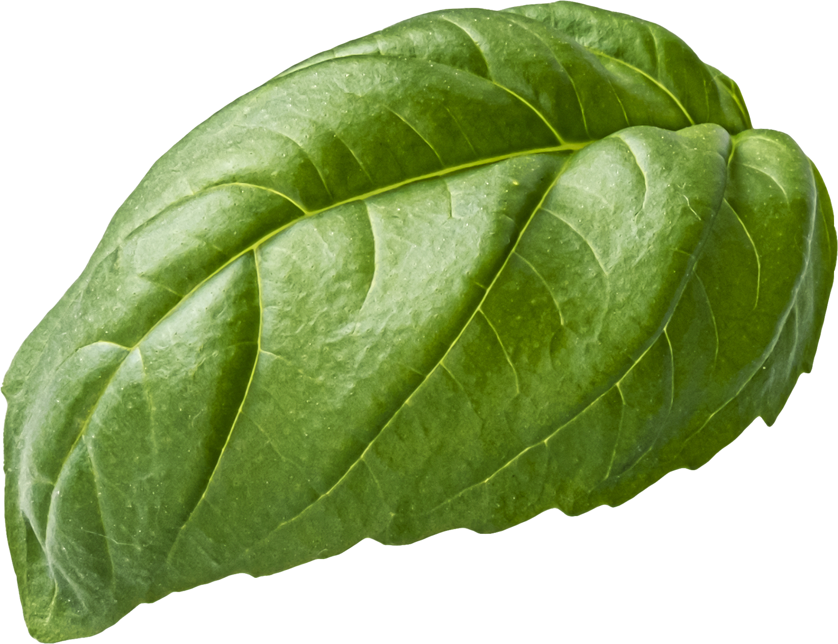 Tutta Italia Tilburg foto 3